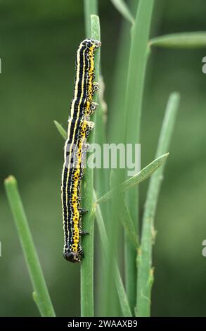 Lo spettro degli Apopestes è una falena originaria del bacino mediterraneo. Caterpillar in un impianto di alimentazione (Spartium junceum). Foto Stock