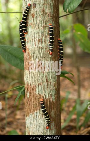 Tetrio sphinx (Pseudosphinx tetrio) è una falena originaria dell'America, dagli Stati Uniti meridionali al Brasile. Pilastri apomiatici. Questa foto è stata scattata a Manaus, Foto Stock