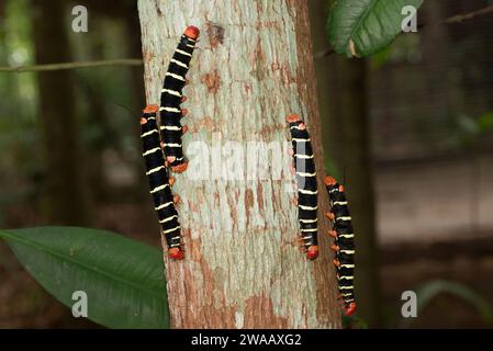 Tetrio sphinx (Pseudosphinx tetrio) è una falena originaria dell'America, dagli Stati Uniti meridionali al Brasile. Pilastri apomiatici. Questa foto è stata scattata a Manaus, Foto Stock