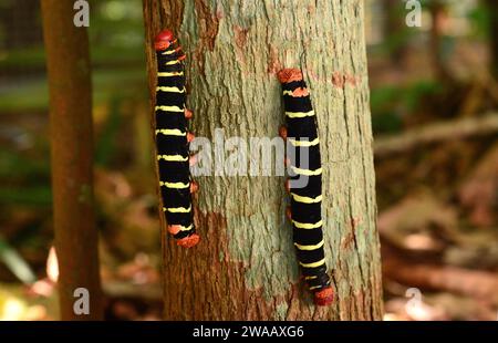 Tetrio sphinx (Pseudosphinx tetrio) è una falena originaria dell'America, dagli Stati Uniti meridionali al Brasile. Pilastri apomiatici. Questa foto è stata scattata a Manaus, Foto Stock