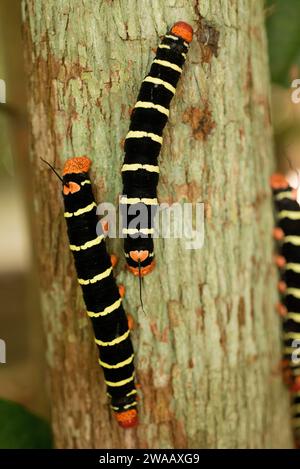 Tetrio sphinx (Pseudosphinx tetrio) è una falena originaria dell'America, dagli Stati Uniti meridionali al Brasile. Pilastri apomiatici. Questa foto è stata scattata a Manaus, Foto Stock