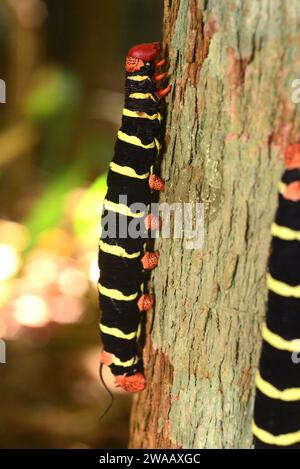 Tetrio sphinx (Pseudosphinx tetrio) è una falena originaria dell'America, dagli Stati Uniti meridionali al Brasile. Pilastri apomiatici. Questa foto è stata scattata a Manaus, Foto Stock