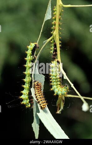 Il pavone gigante (Saturnia pyri) è una grande falena originaria dell'Europa. Alimentazione dei pilastri della catena. Foto Stock