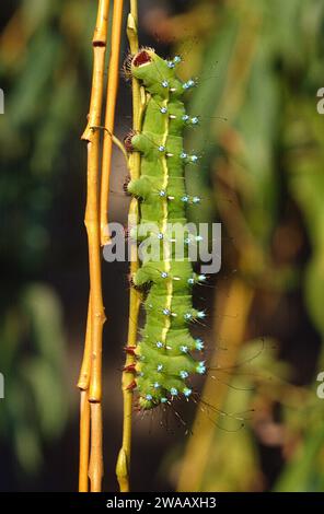 Il pavone gigante (Saturnia pyri) è una grande falena originaria dell'Europa. Caterpillar. Foto Stock