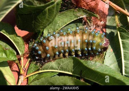 Il pavone gigante (Saturnia pyri) è una grande falena originaria dell'Europa. Pupazzo Caterpillar. Foto Stock