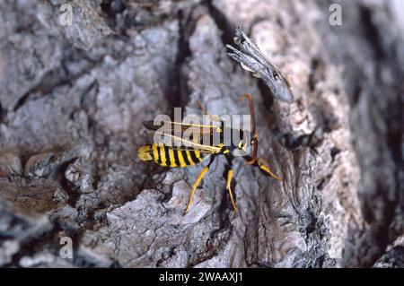 Hornet Moth (Sesia apiformis) è una falena mimica originaria dell'Europa e del Medio Oriente. Adulto. Foto Stock