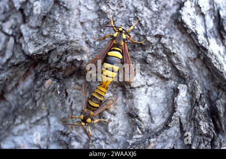 Hornet Moth (Sesia apiformis) è una falena mimica originaria dell'Europa e del Medio Oriente. Adulti, copula. Foto Stock