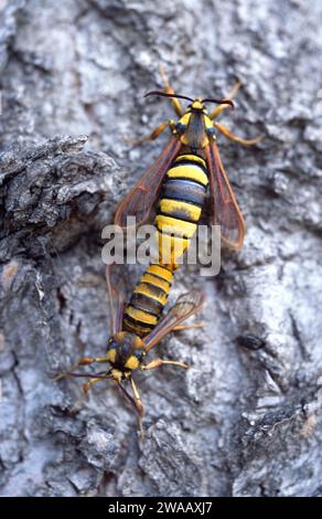 Hornet Moth (Sesia apiformis) è una falena mimica originaria dell'Europa e del Medio Oriente. Adulti, copula. Foto Stock