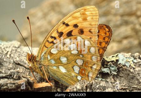 il fritillary verde scuro (Speyeria aglaja o Argynnis aglaja) è una farfalla originaria dell'Eurasia e dell'Africa settentrionale. Foto Stock