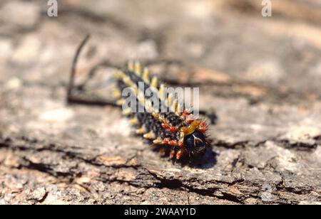 Il festoon spagnolo (Zerynthia rumina) è una farfalla originaria del bacino del Mediterraneo occidentale (Spagna, Portogallo, Francia meridionale e Africa settentrionale). Caterp Foto Stock