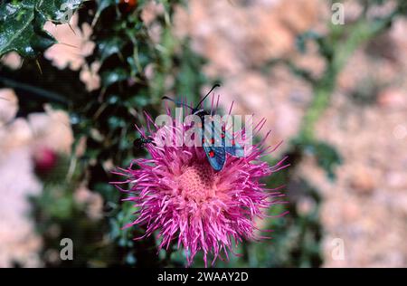 Burnet (Zygaena lavandulae) è una falena originaria della penisola iberica, della Francia meridionale e dell'Africa nordoccidentale. Adulto. Foto Stock