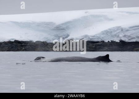 Una megattera e una pinna in Antartide. Foto Stock