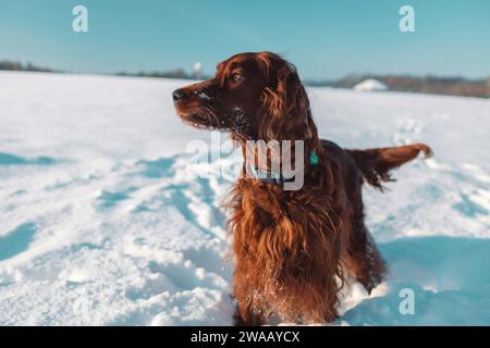 Cane irlandese Setter attivo durante le passeggiate innevate, divertendosi nel parco invernale durante le belle giornate invernali. Foto Stock