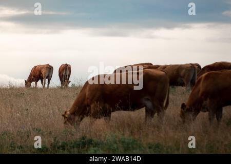 Questa foto è stata scattata la mattina in una fattoria di animali slovacca. Mostra le mucche che mangiano erba pacificamente. Foto Stock