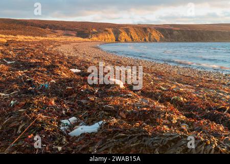 Plastica e alghe marine lavate sulla costa delle Orcadi Foto Stock