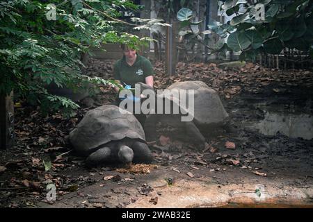 Londra, Regno Unito, 3 gennaio 2024. Tartaruga gigante delle Galapagos durante l'inventario annuale allo zoo di Londra. Credito: Vedere li/Picture Capital/Alamy Live News Credit: Vedere li/Picture Capital/Alamy Live News Foto Stock