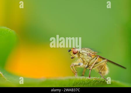 Giallo Dung-fly Scatophaga stercoraria, arroccato su una foglia di Helenium in un confine di giardino, agosto Foto Stock