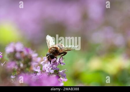 Volo con drone Eristalis tenax, da mangiare con fiori di timo su un patio in giardino, luglio Foto Stock