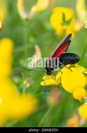 Zygaena trifolii, falena di Burnet a cinque posti, che si nutre di Greater Bird's-Foot-Trefoil, Co Durham, luglio Foto Stock