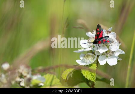 5-Spot Burnet Moth Zygaena trifolii, nutrirsi di fiori di bramble che crescono nella macchia erbosa, luglio Foto Stock