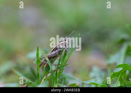 Il Chorthippus brunneus, arroccato su una lama d'erba, agosto Foto Stock