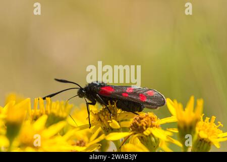 Burnet Moth Zygaena filipendulae a sei punti, primo piano della falena che alimenta la falena del Ragwort comune Senecio jacobaea, zona desolata industriale, Teesside, luglio Foto Stock