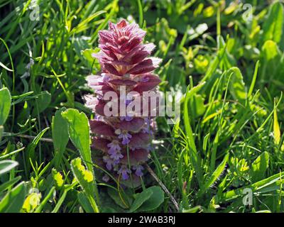 Bract peloso rosa e fiori blu di punta fiorita del Bugle piramidale (Ajuga pyramidalis) che cresce in lussureggiante erba verde delle colline ai piedi delle Alpi italiane, Italia Foto Stock