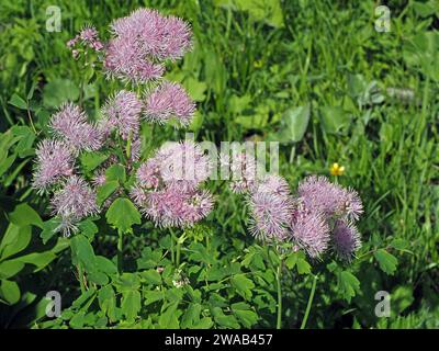 Ammassi di soffici fiori rosa di Greater Meadow-rue (Thalictrum aquilegiifolium) che crescono nel prato di fiori selvatici ai piedi delle Alpi italiane Foto Stock