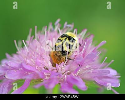 Scarabeo eurasiatico di api (Trichius fasciatus) o scarabeo di pennello ricoperto di polline rosa di fiore di campo scabioso (Knautia arvensis) - prato delle Alpi italiane Foto Stock