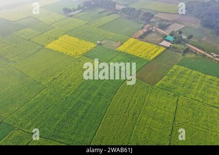 Manikganj, Bangladesh - 01 gennaio 2023: Il campo di senape a Singair a Manikganj. Foto Stock