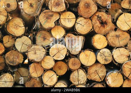 Cumulo di tronchi di legno tagliati per sfondo e striscione Foto Stock