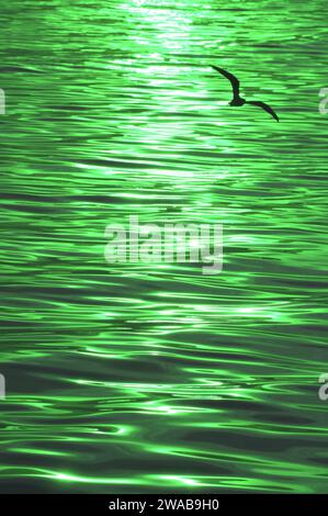 Stile pop art verde sfumato riflesso del raggio solare scintillante sulla superficie del mare con una silhouette di gabbiano volante Foto Stock