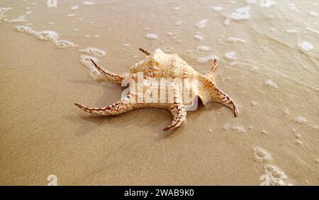 Primo piano di una conchiglia di ragno naturale di Chiragra isolata su Sandy Beach con Bubble of Sea Waves Foto Stock