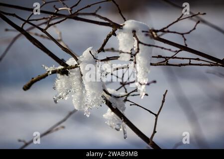 Resti di neve che si sciogliono sui rami degli alberi Foto Stock