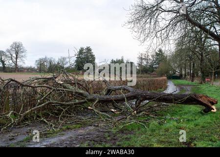 Dorney, Buckinghamshire, Regno Unito. 3 gennaio 2024. Un arto spezzato si trova su una strada a Dorney, nel Buckinghamshire, dopo i forti venti di ieri a Storm Henk. Credito: Maureen McLean/Alamy Live News Foto Stock
