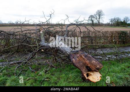 Dorney, Buckinghamshire, Regno Unito. 3 gennaio 2024. Un arto spezzato si trova su una strada a Dorney, nel Buckinghamshire, dopo i forti venti di ieri a Storm Henk. Credito: Maureen McLean/Alamy Live News Foto Stock
