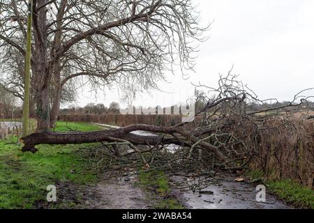 Dorney, Buckinghamshire, Regno Unito. 3 gennaio 2024. Un arto spezzato si trova su una strada a Dorney, nel Buckinghamshire, dopo i forti venti di ieri a Storm Henk. Credito: Maureen McLean/Alamy Live News Foto Stock