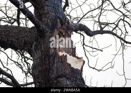 Dorney, Buckinghamshire, Regno Unito. 3 gennaio 2024. Un arto spezzato si trova su una strada a Dorney, nel Buckinghamshire, dopo i forti venti di ieri a Storm Henk. Credito: Maureen McLean/Alamy Live News Foto Stock