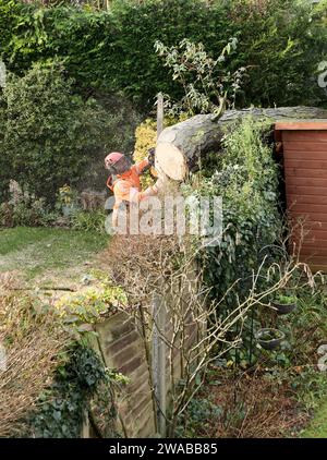 Abbattere un albero che è caduto su un capanno Foto Stock