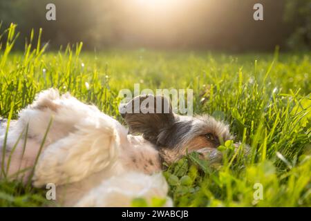 Happy lap dog lying nn back in grass at sunset. Playful cute terrier enjoying summer day at garden. Stock Photo