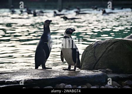 Londra, Regno Unito. 3 gennaio 2024. Pinguini Humboldt durante l'inventario annuale allo zoo di Londra. Credito: Vedere li/Picture Capital/Alamy Live News Foto Stock