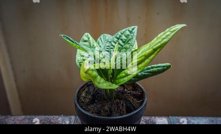 Monstera Karsteniana lascia Green Foliage Houseplant. foglie verdi monstera, araceae, monstera karsteniana su sfondo di luce naturale Foto Stock