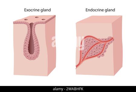 Differenza tra ghiandole endocrine ed esocrine Foto Stock