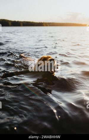 Cane che nuota con il bastone in bocca in un lago al tramonto. Foto Stock