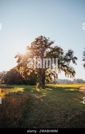 Il sole splende attraverso gli alberi di muschio spagnoli. Foto Stock