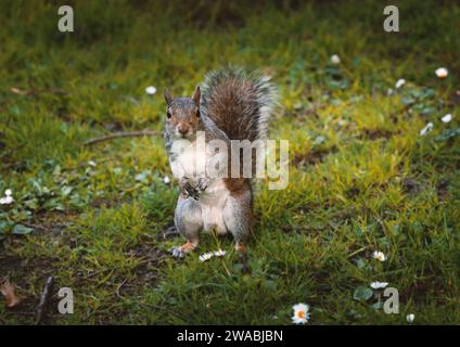 Simpatico scoiattolo grigio che guarda la macchina fotografica nel parco scozzese Foto Stock