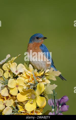 Il Bluebird pasquale si adagia su un bouquet di fiori Foto Stock