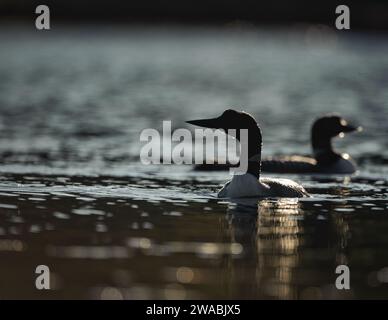 Loon comune che nuota su un fiume Foto Stock