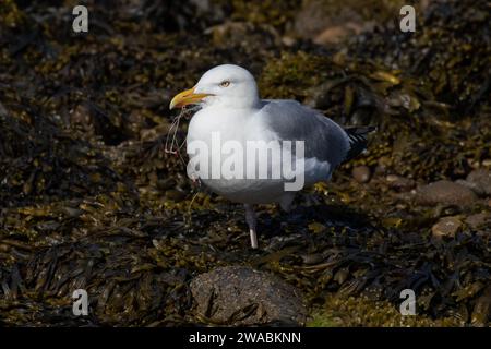 Gabbiano aringhe con attrezzatura da pesca presa in gola Foto Stock