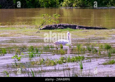 I coccodrilli o veri coccodrilli sono grandi rettili semiacquatici che vivono nei tropici in Africa, Asia, America e Australia Foto Stock